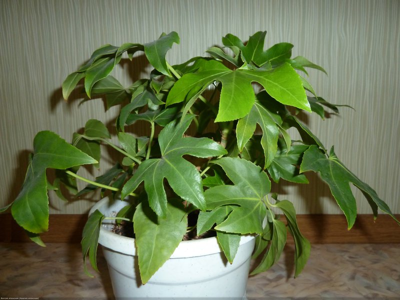 Kukinta japanilainen Fatsia