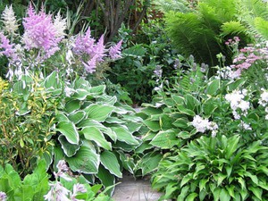 Hosta puķu dobes dekorēšana