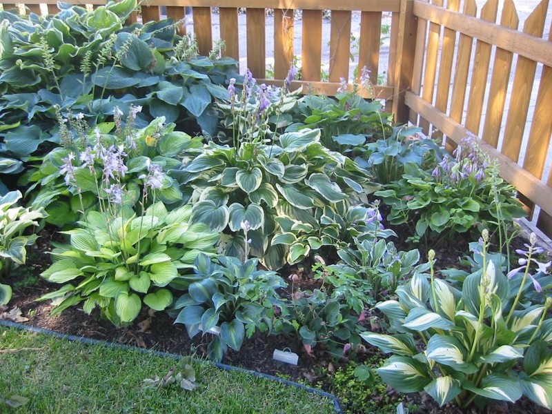 Hosta trädgårdsdekoration