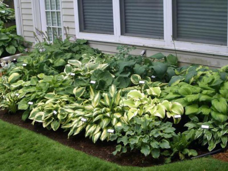 Hosta en una cama de jardín