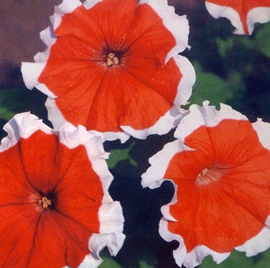 Groeiende soorten petunia's