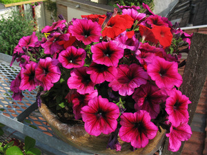 Hybrid petunia