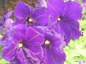 Inicio flores de petunia