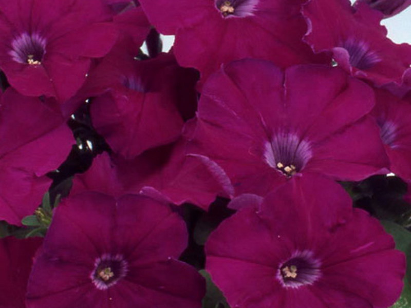 Variétés de pétunia hybrides