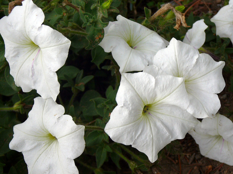 Cultivo de variedades de petunias.