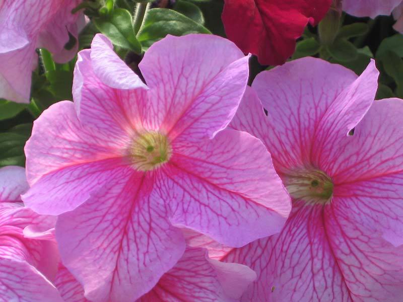 Mga shrub petunias.