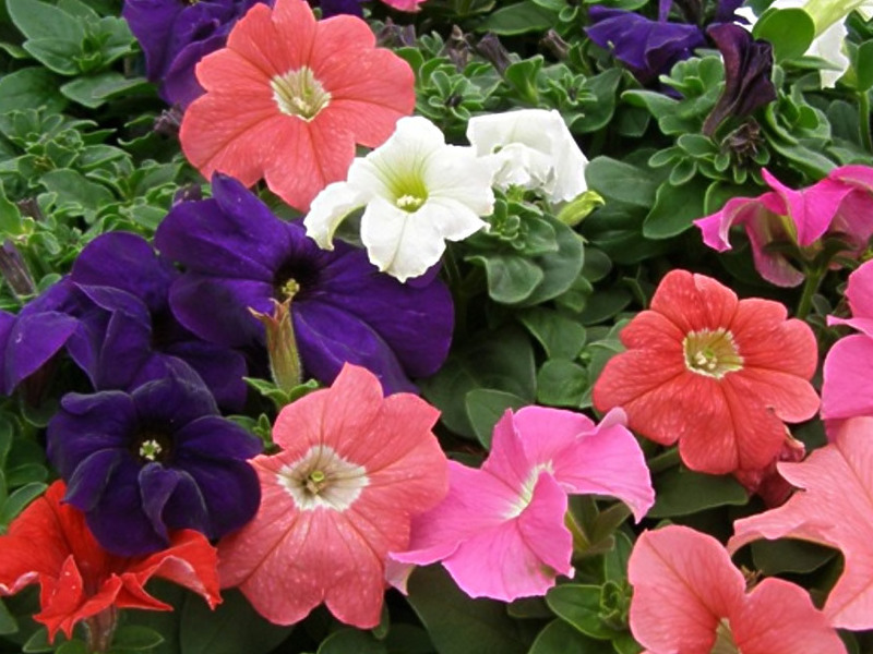 Hvordan dyrke petunia