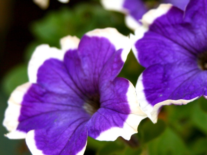 Petunia bloemen