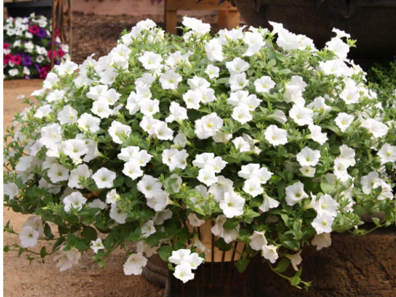 Variedades de petunia