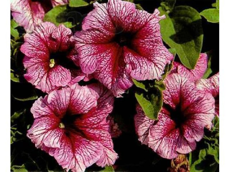 Paano mag-aalaga ng isang bulaklak na petunia