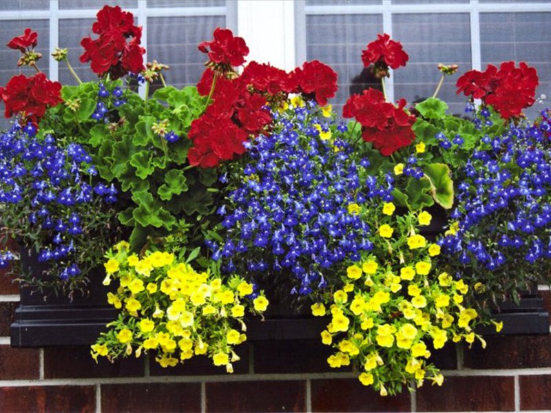 Variedad de flores para el balcón.