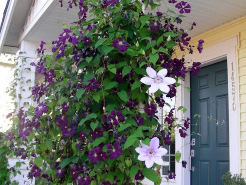 Petunia's op het balkon.