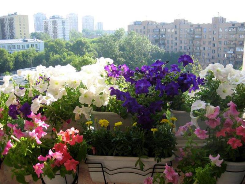 Flores y arbustos para balcones