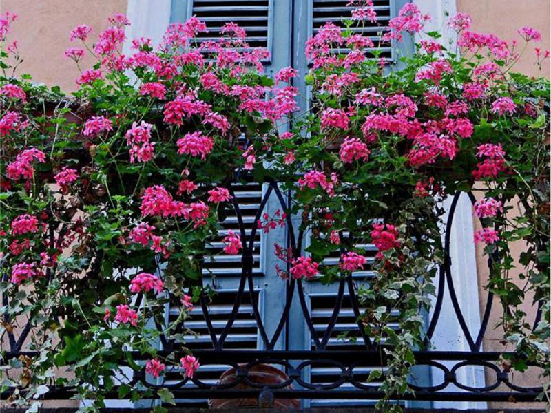 Balkon med blomster