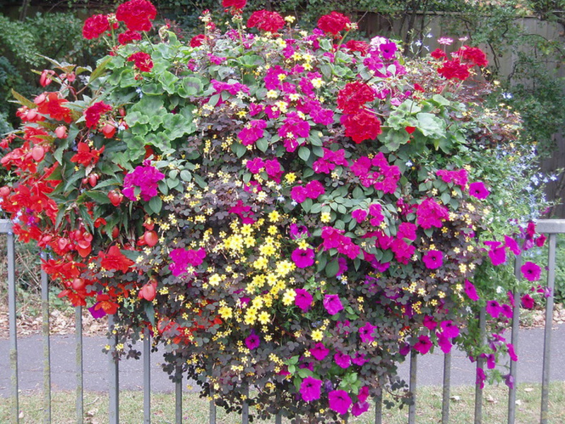 Bloemen voor op het balkon