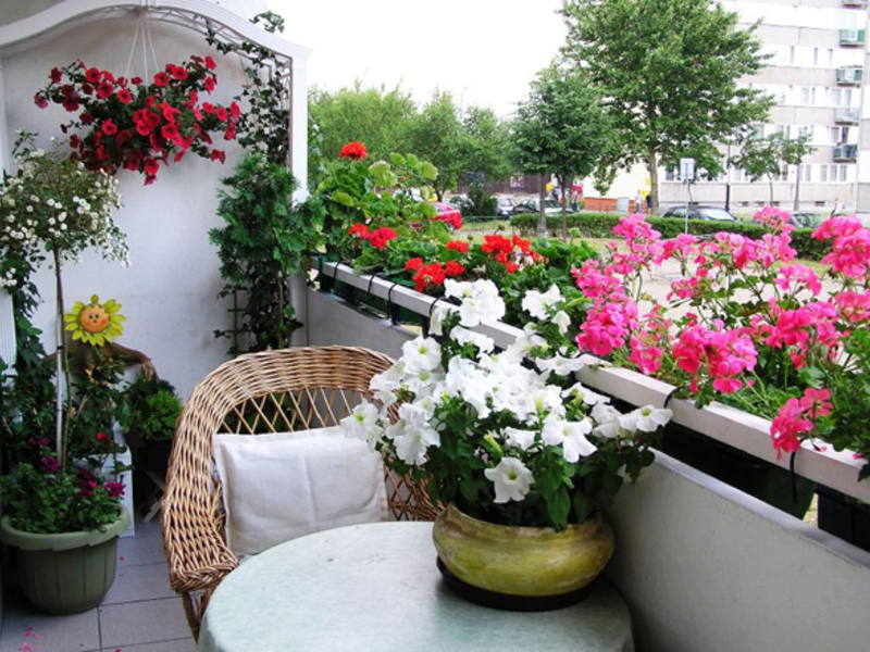 Plantes florals per a balcons