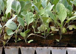 Características do cultivo de mudas de repolho branco