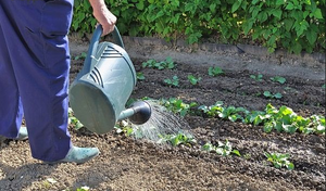 Beschreibung der Möglichkeiten, Weißkohl zu füttern