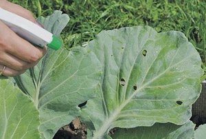 Maladies et ravageurs du chou blanc et méthodes de lutte