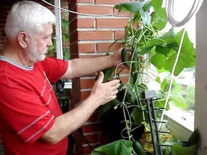 Kenmerken van het kweken van komkommers op het balkon