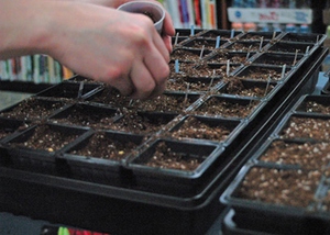 Lista dos tipos de recipientes para o cultivo de pepinos na varanda