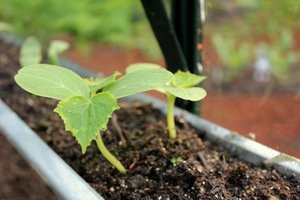 Mga tip mula sa mga may karanasan sa mga hardinero kung paano maglipat ng mga seeding ng pipino