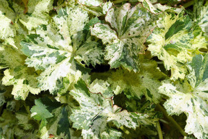 Sådan plantes Heuchera i jorden