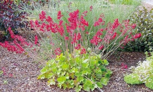 Hermosa flor de Heuchera