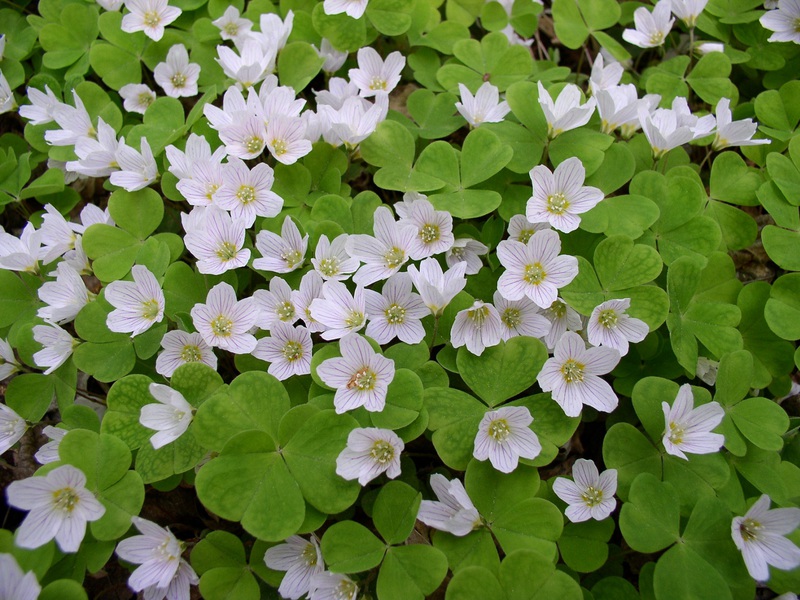 Ortak oxalis'in özellikleri