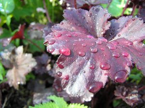 Kā audzēt Heuchera