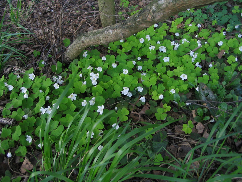 Merkmale des Wachstums von Acidwood Kleistogamia in Nadelwäldern