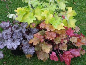 ตกแต่งสวน Heuchera