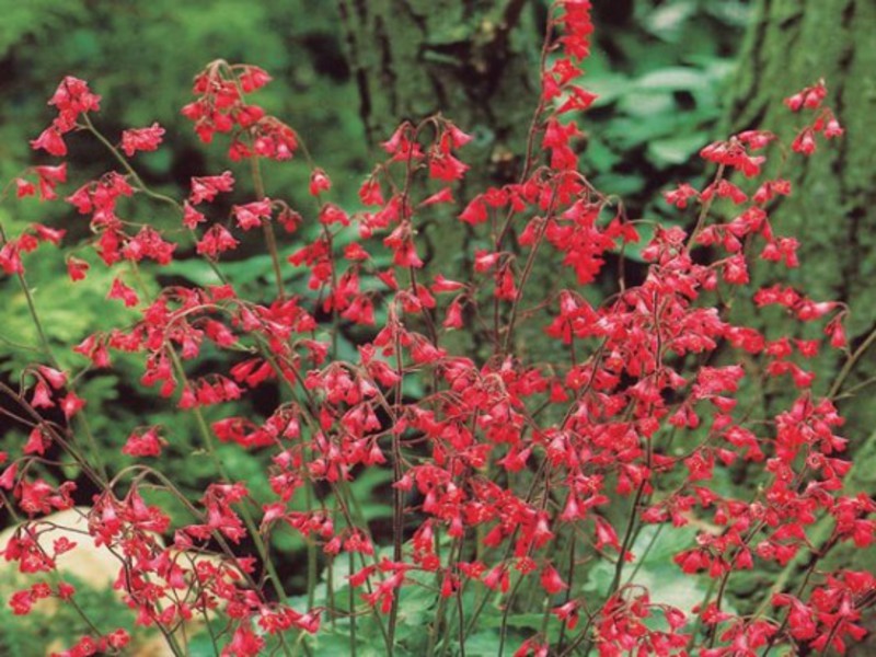 Sådan vandes Heuchera