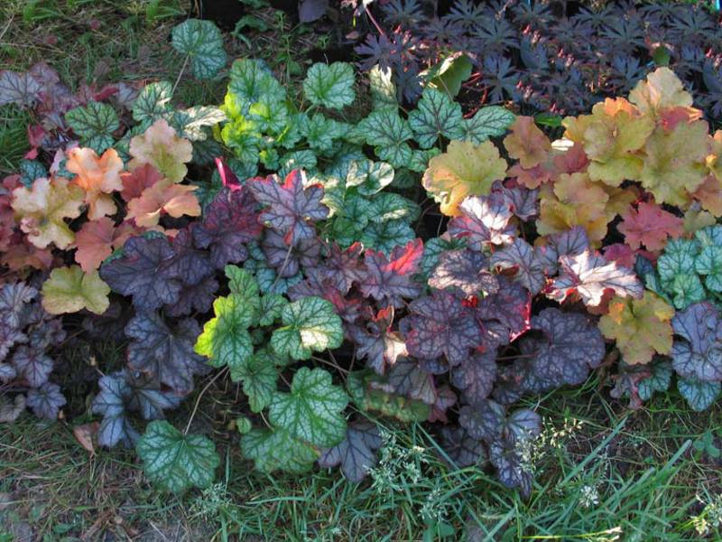 การเติบโตของ Heuchera