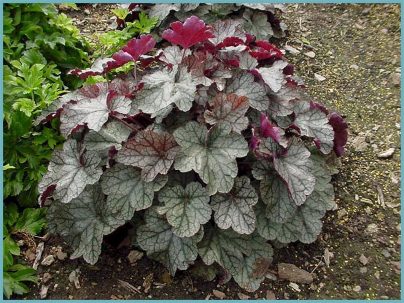 Arbusto de jardim de Heuchera