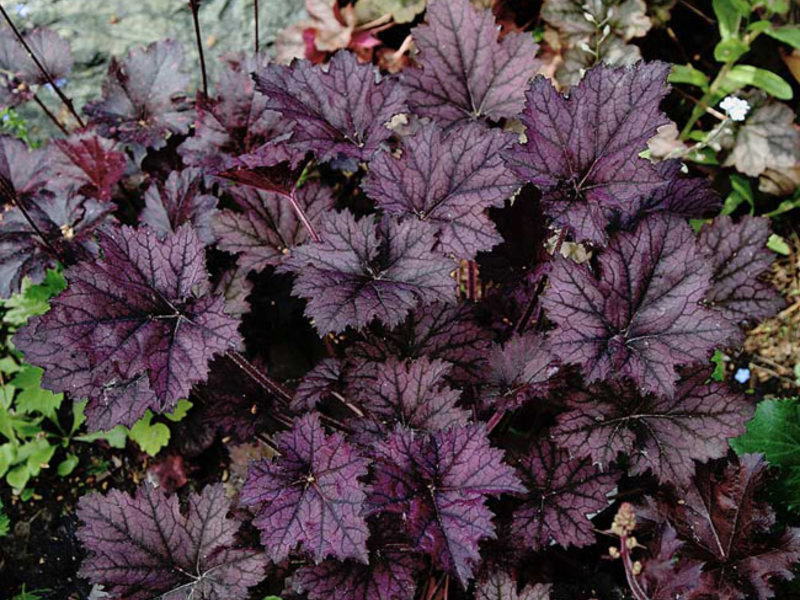 Flowering heuchera