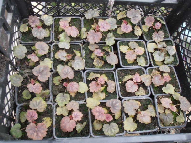 Belo arbusto heuchera