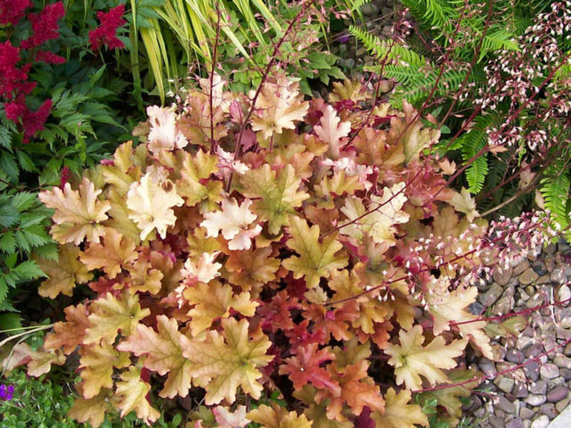 Arbusto de heuchera en el jardín