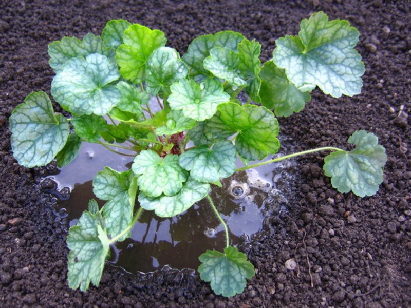 Kenmerken van het planten en verzorgen van Heychera