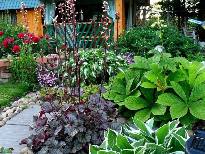 Blomstrende heuchera