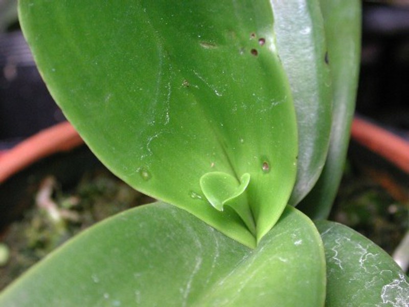 ריקבון צוואר של Phalaenopsis