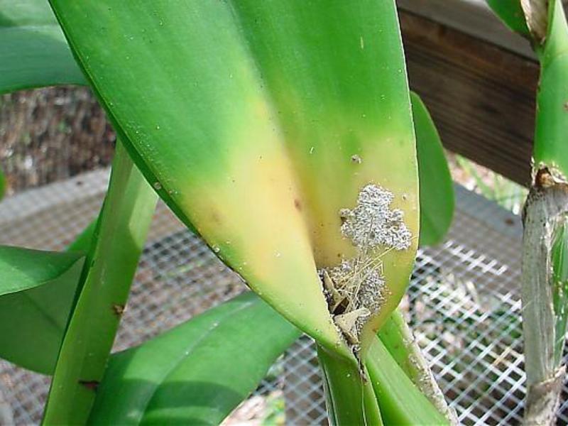 Warum erschienen schwarze Punkte auf Orchideenblüten?