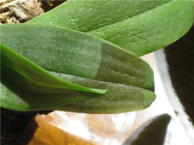 O que uma orquídea pode doer