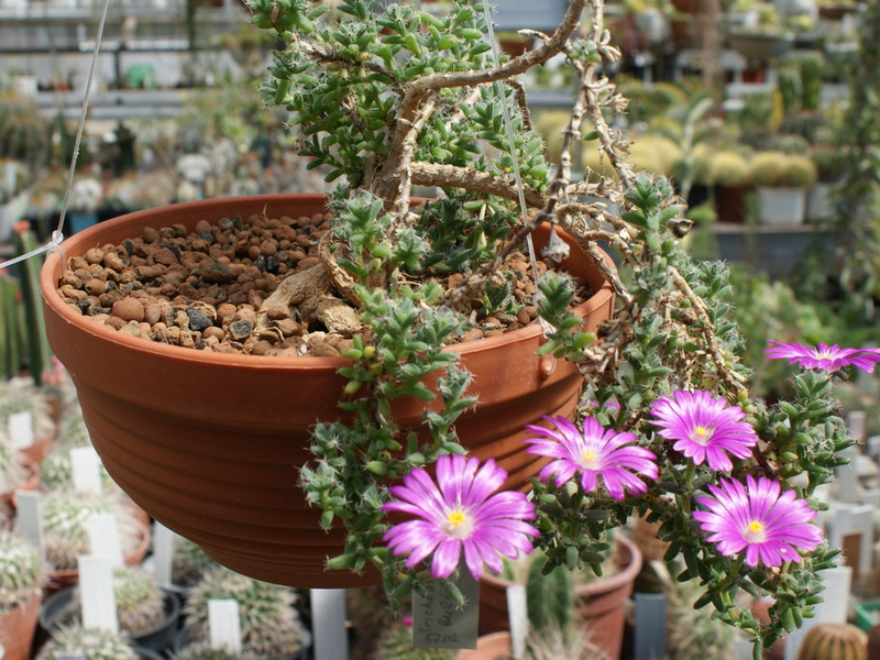 Suculento oxalis como planta doméstica