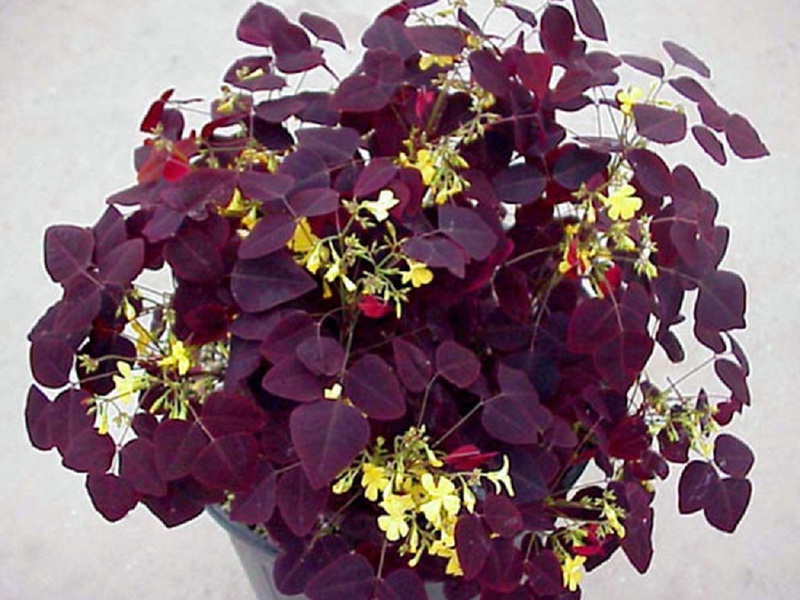 Beskrivning av de yttre egenskaperna hos oxalis oxalis oxalis Hedizarium