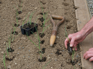 A peculiaridade do cultivo de chalotas