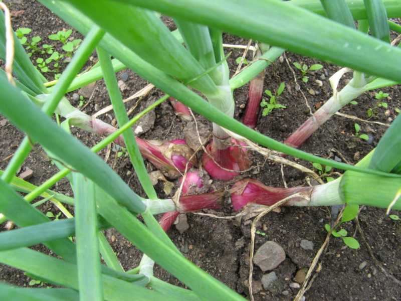 Sjalotten in de tuin