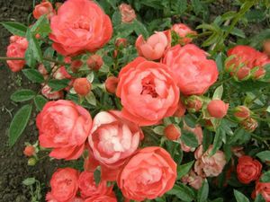 Smuk busk af polyanthus rose.