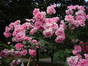 De belles roses et leur parfum enivrant