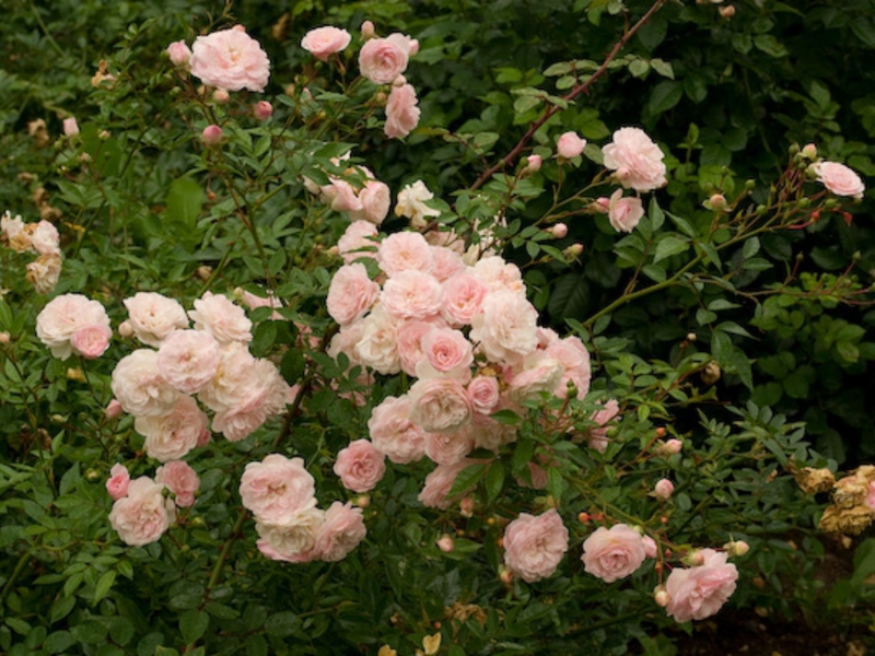 Com plantar una rosa de poliant